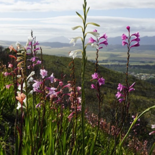 Watsonia sp